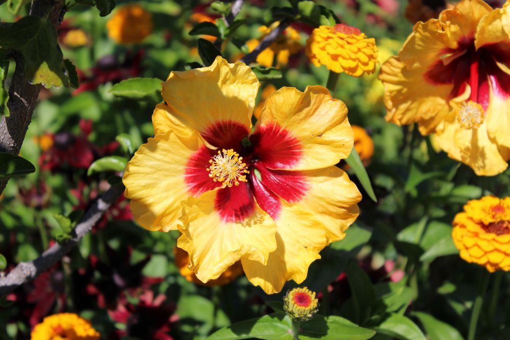 Hibiskus