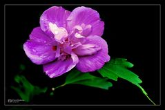 Hibiskus