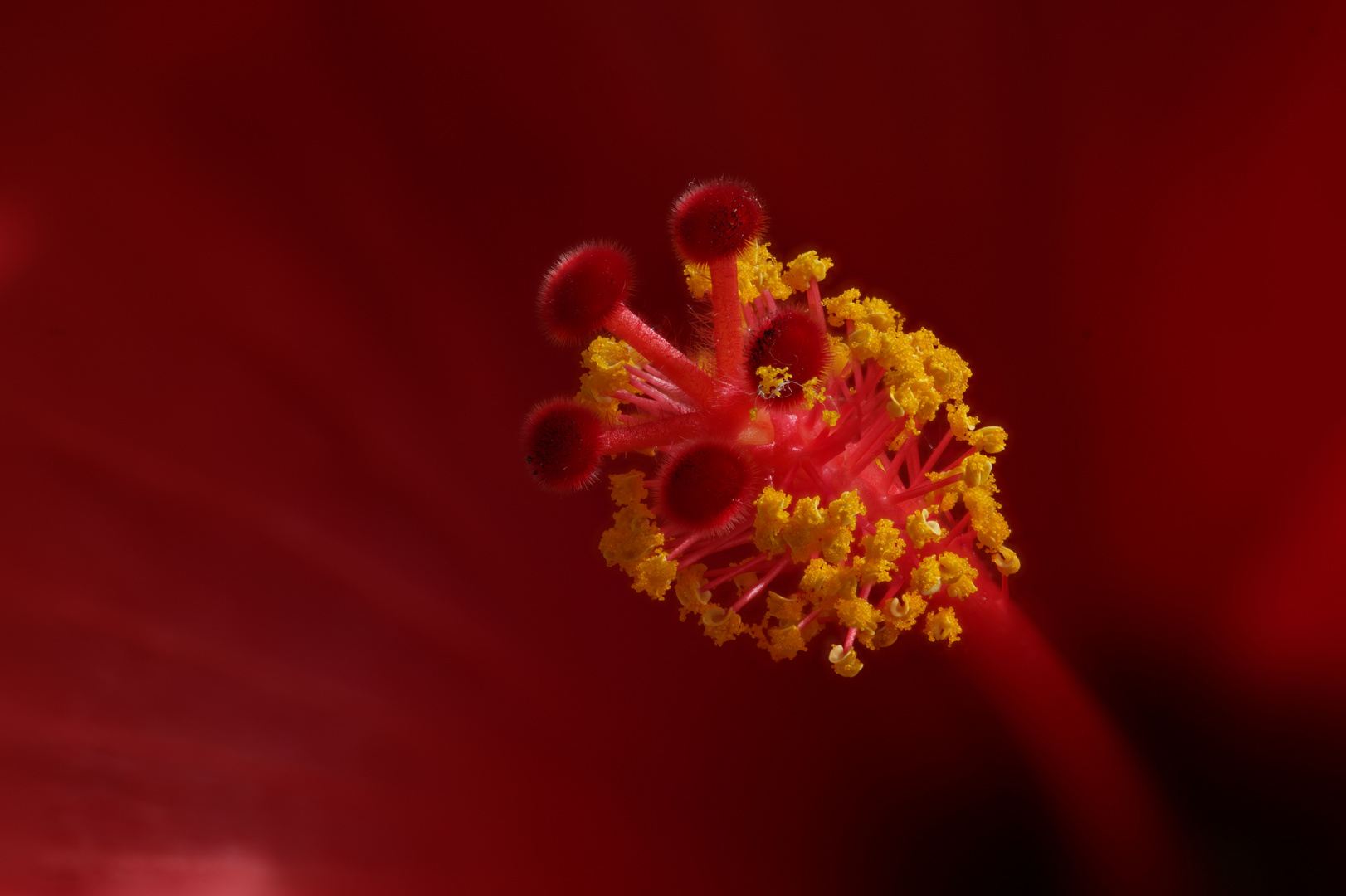 Hibiskus