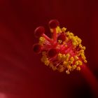 Hibiskus