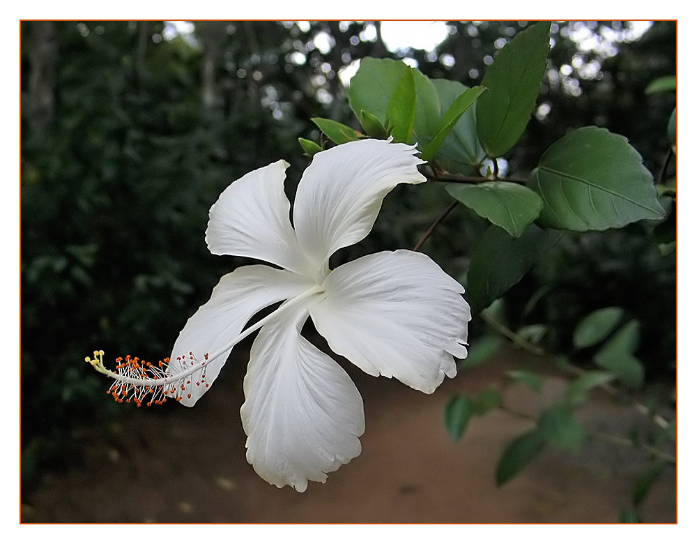 Hibiskus