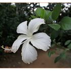 Hibiskus