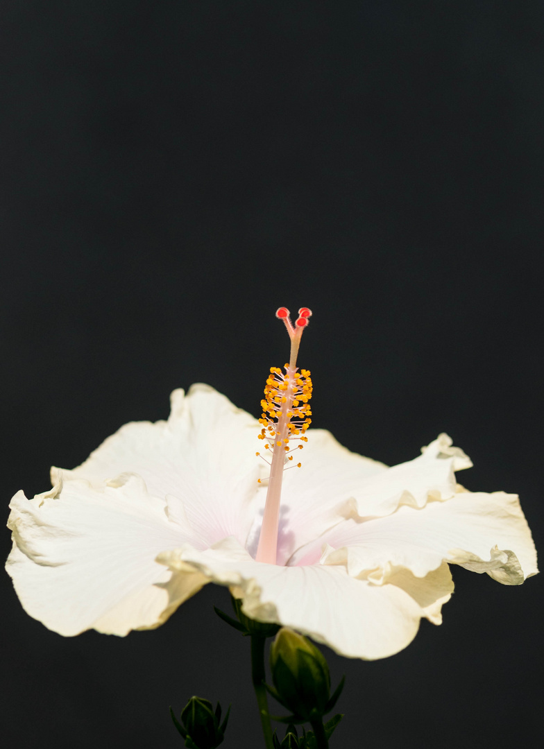 Hibiskus