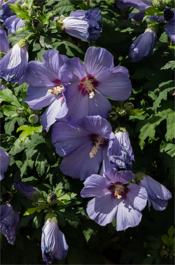 Hibiskus