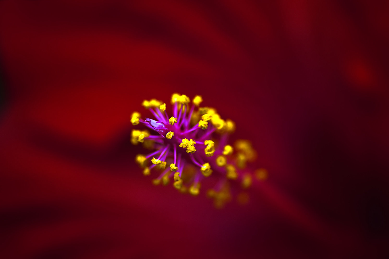 Hibiskus