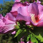 Hibiskus