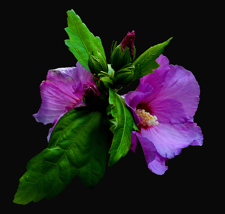 Hibiskus