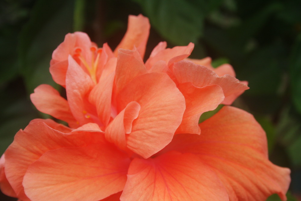 Hibiskus