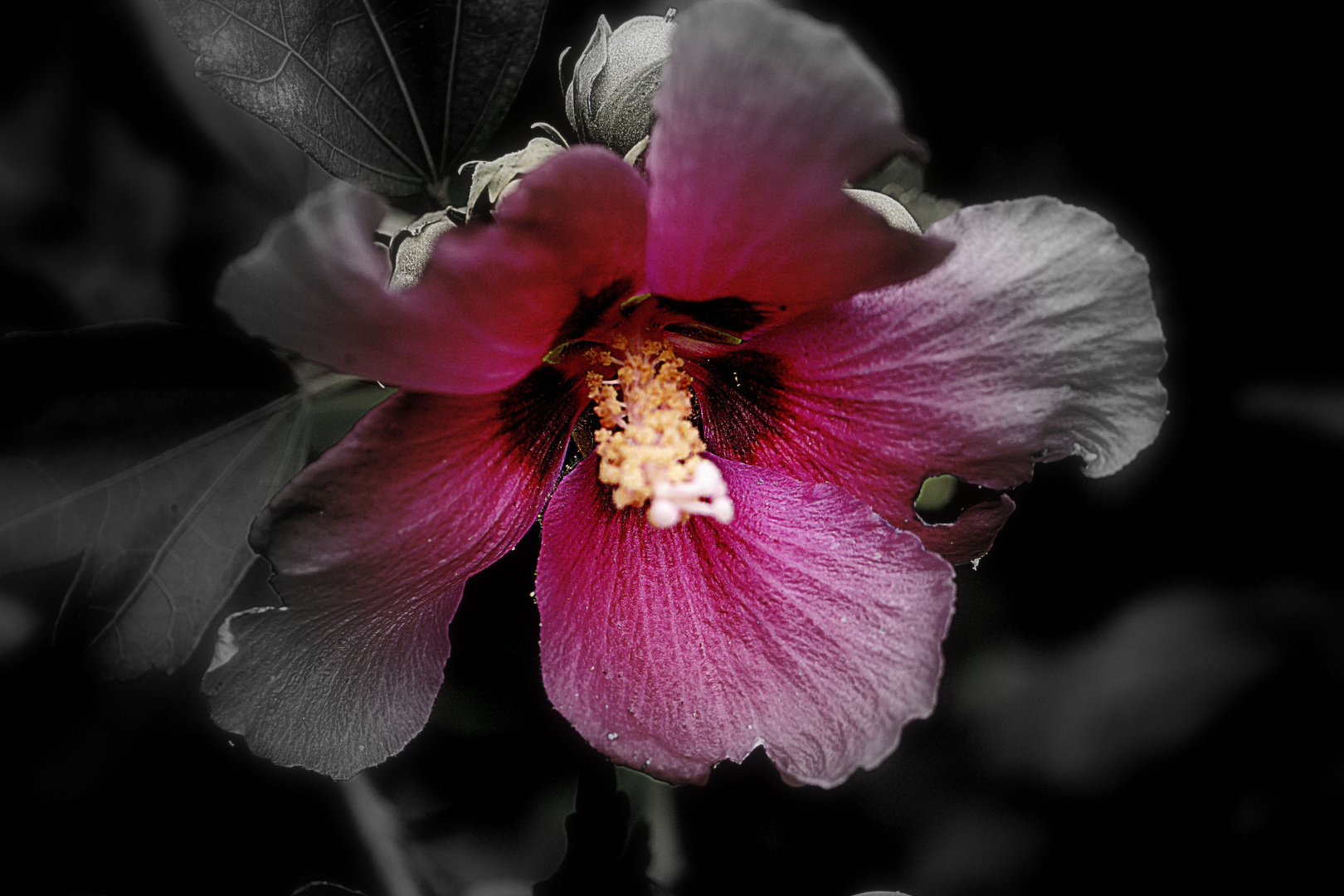 Hibiskus