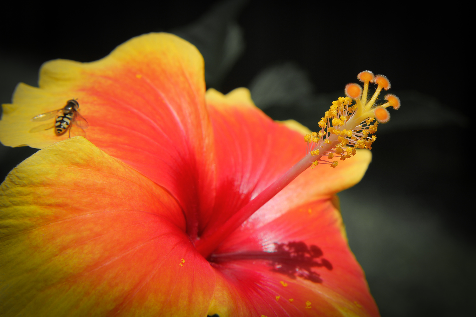 Hibiskus