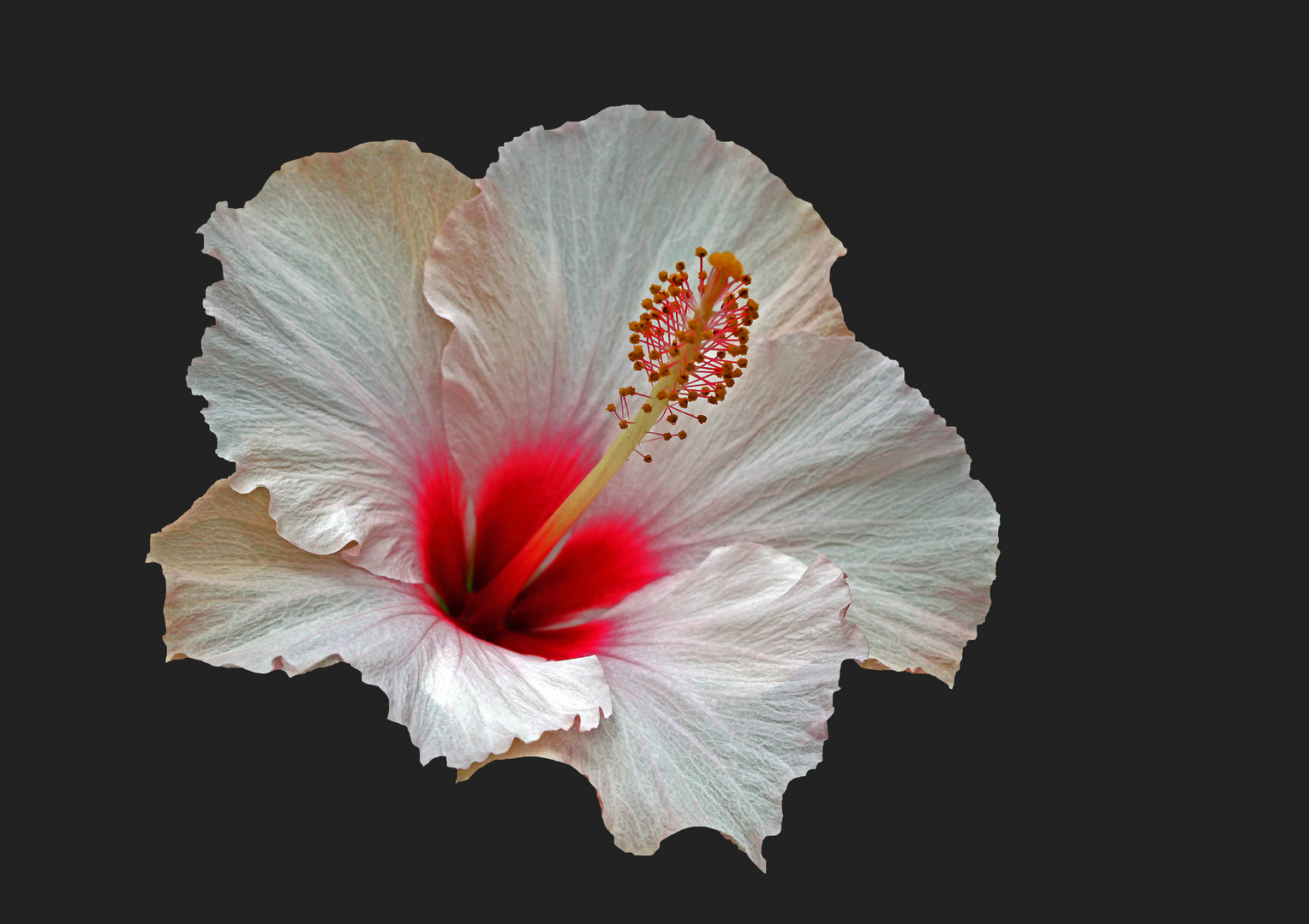 Hibiskus