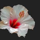 Hibiskus