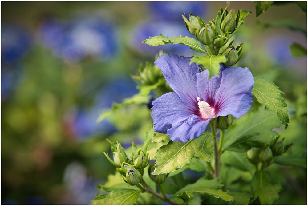 Hibiskus