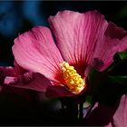 Hibiskus ...