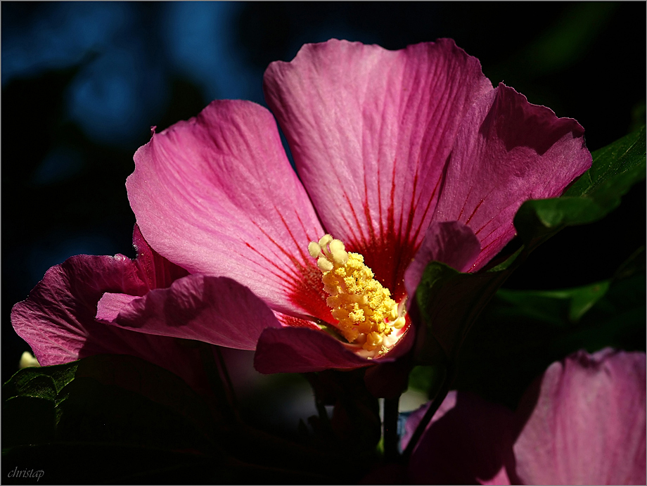 Hibiskus ...