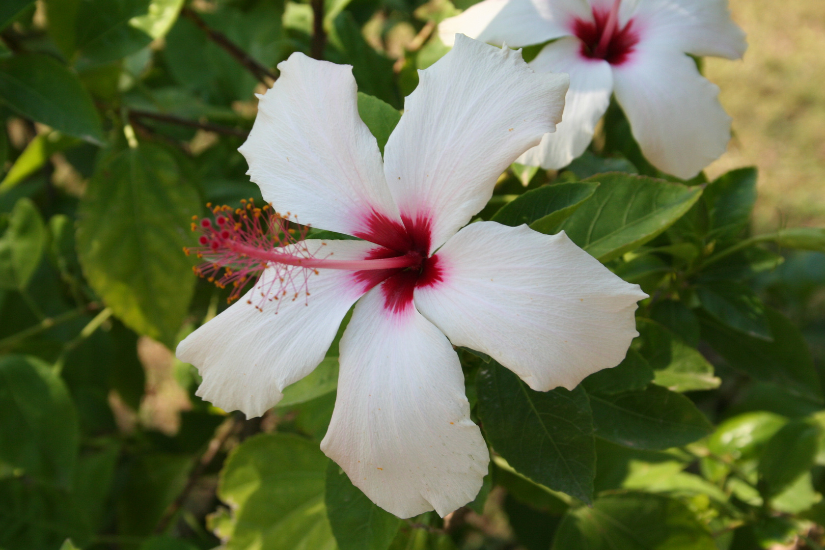 Hibiskus