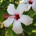 Hibiskus