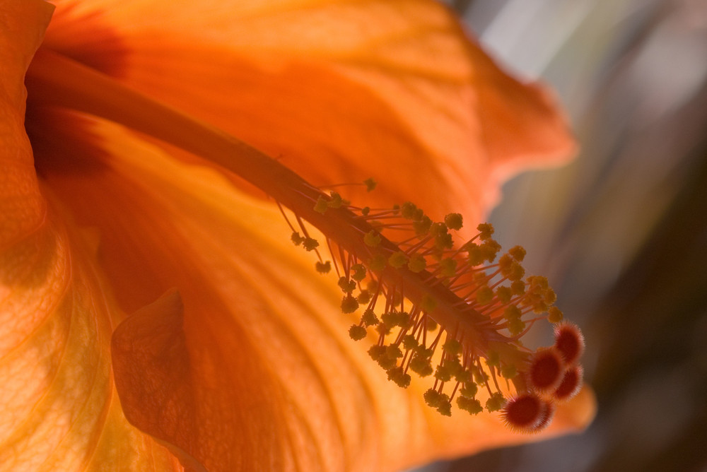 Hibiskus