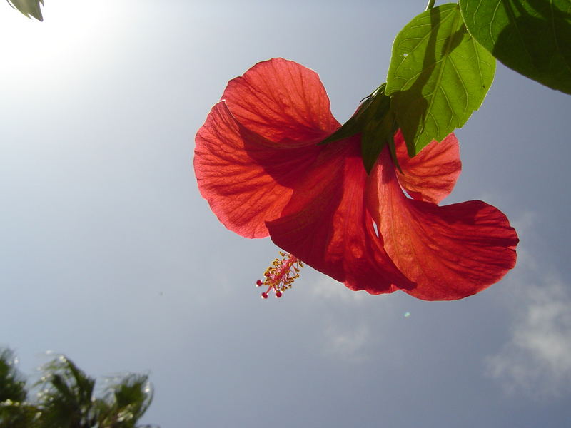 Hibiskus