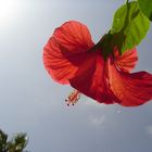 Hibiskus