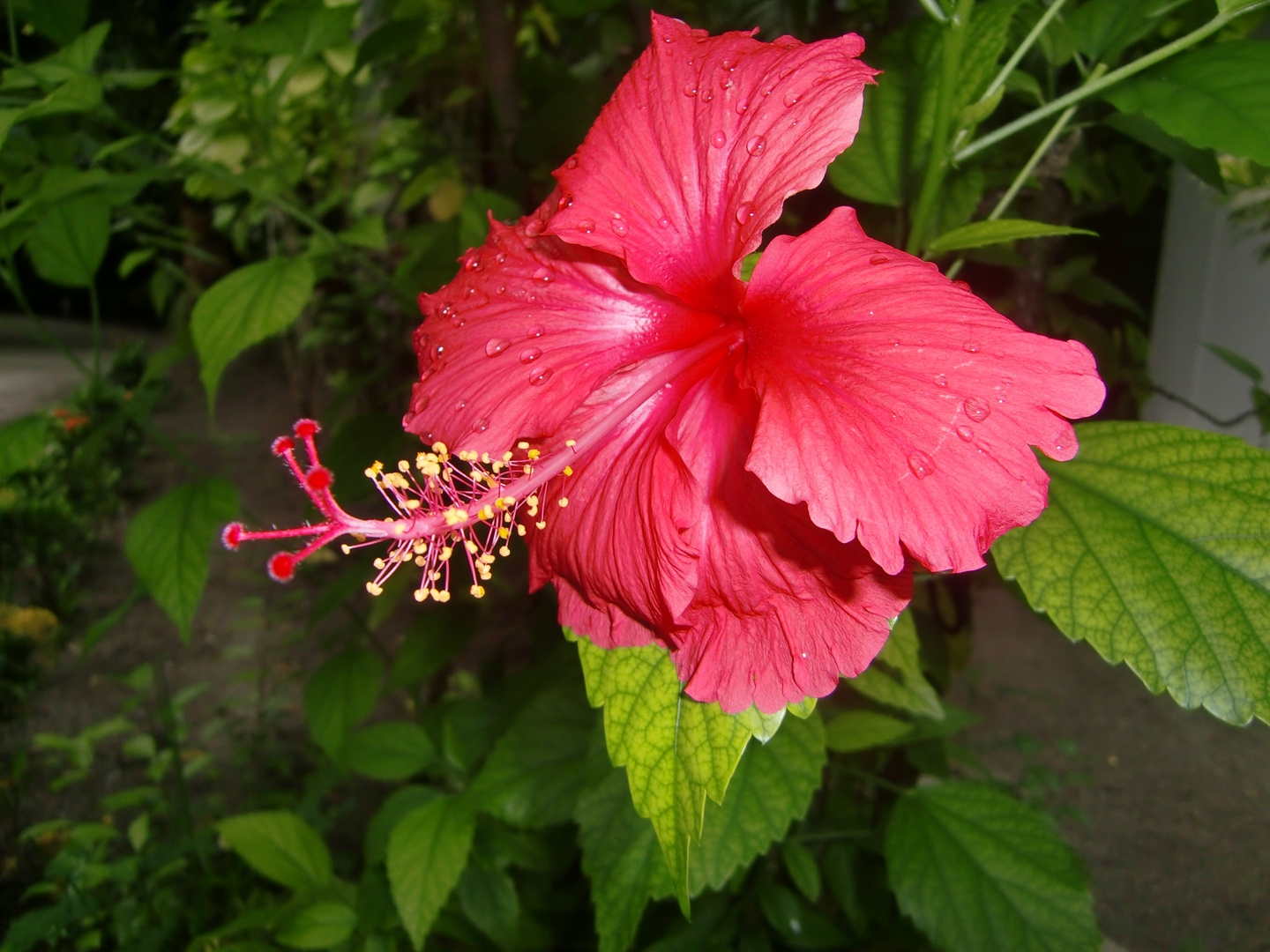 Hibiskus