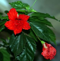 Hibiskus (1)...