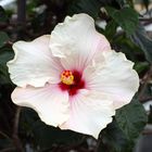 Hibiskus 1