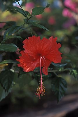 Hibiskus 1