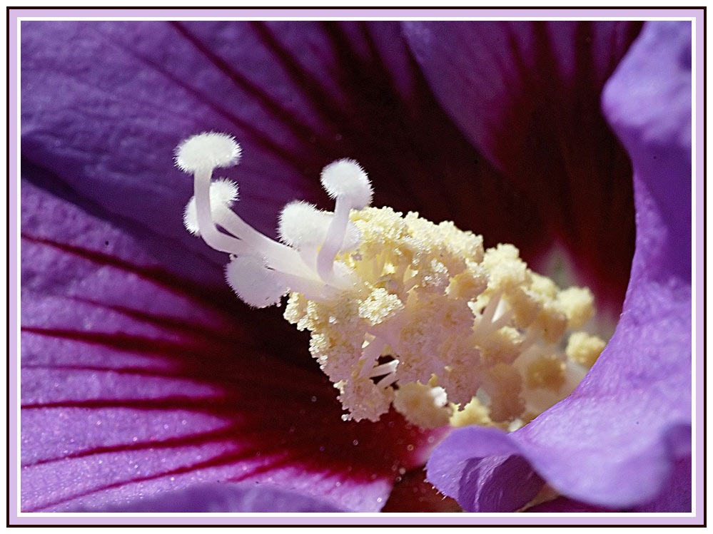 Hibiskus 1