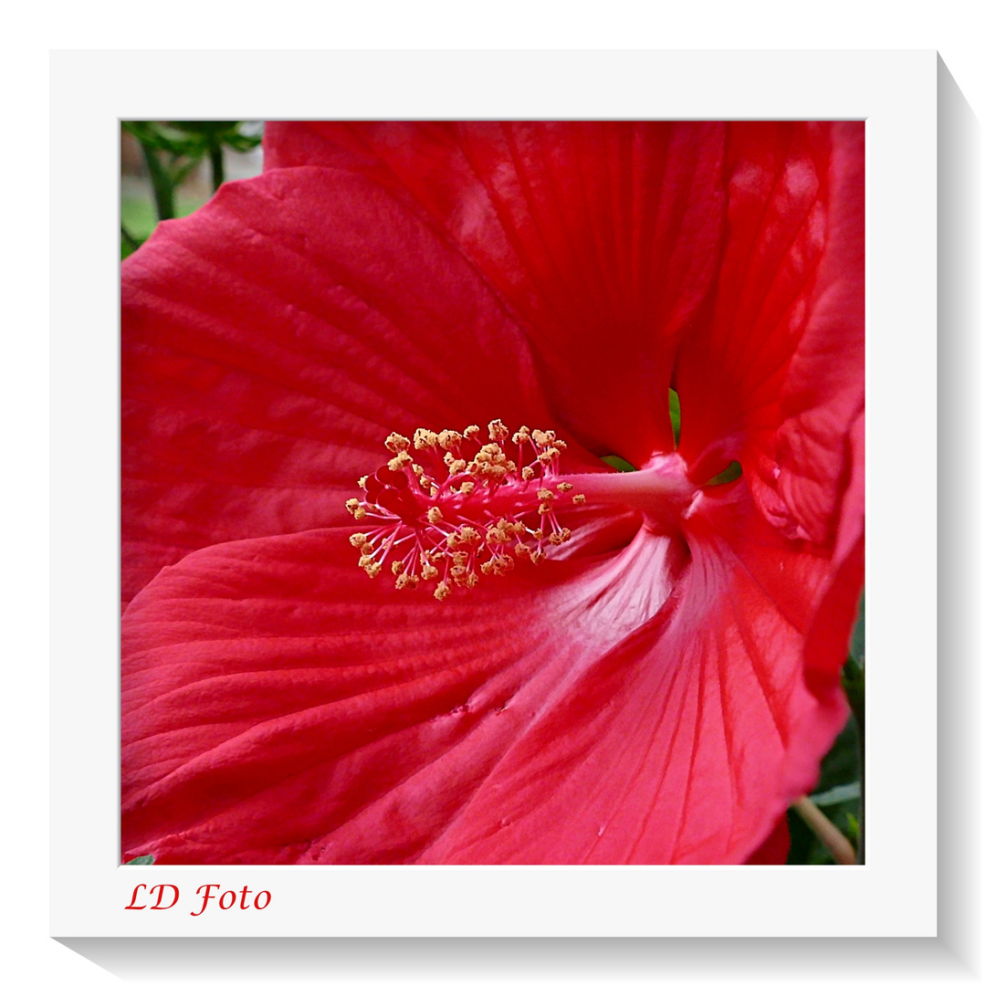 Hibiskus 1 