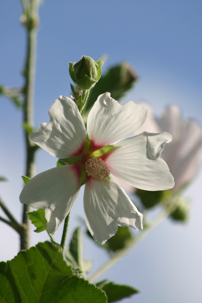 Hibiskus #1