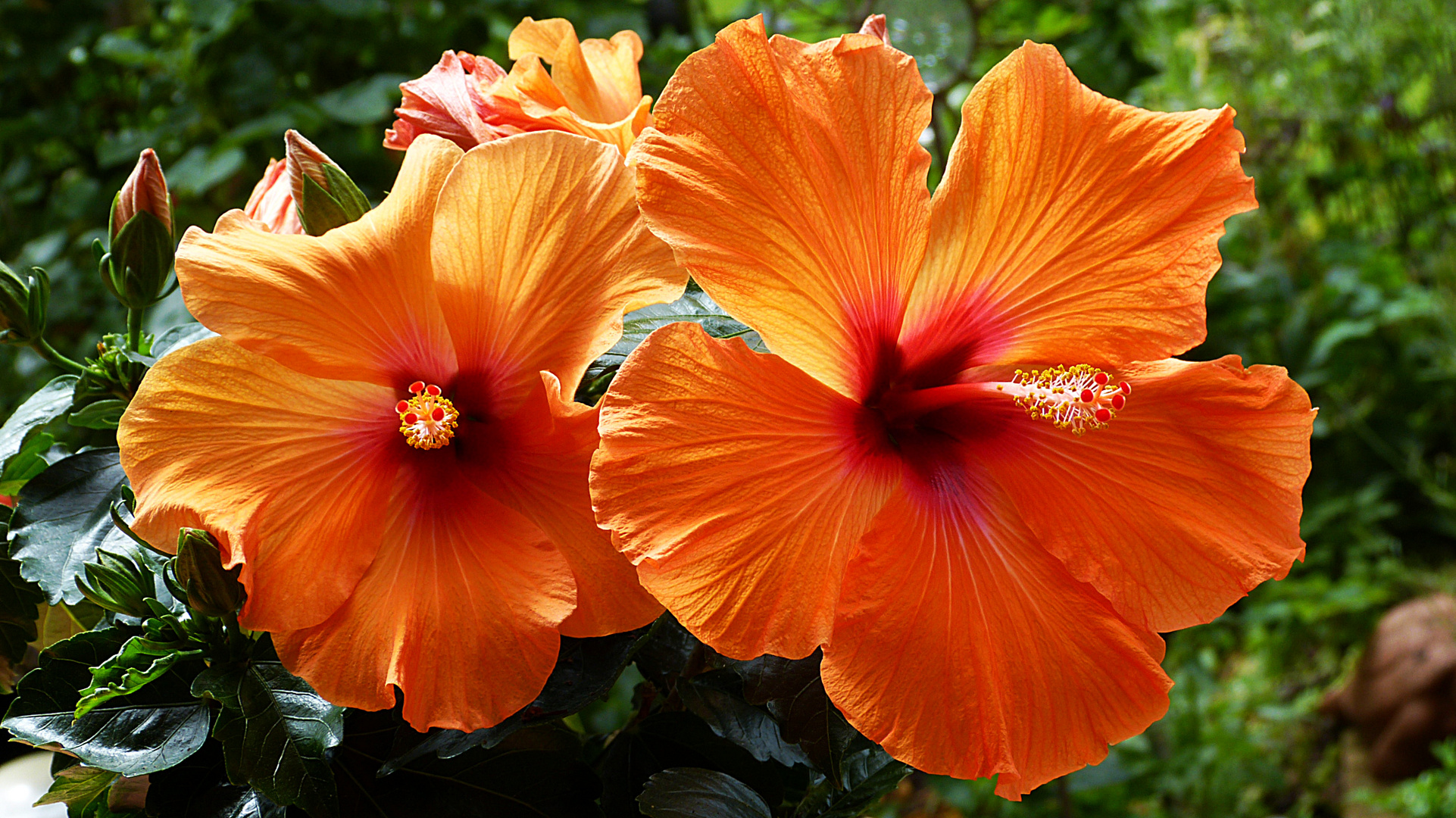 Hibiskus 1