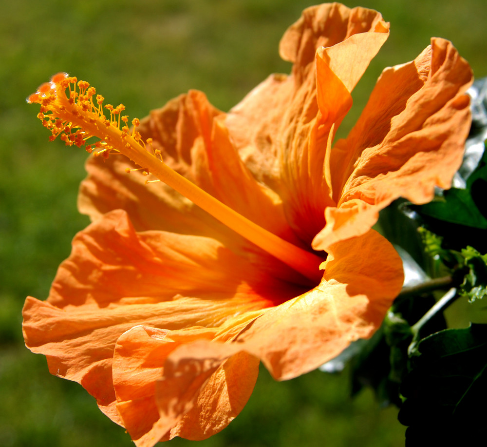 Hibiskus 1