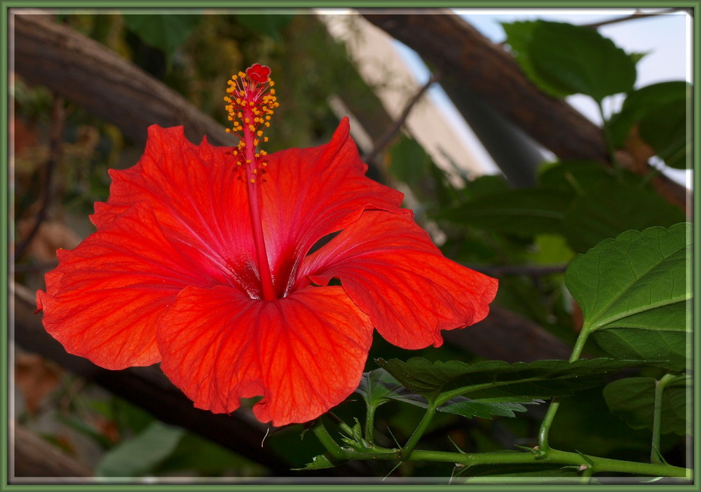 Hibiskus 1