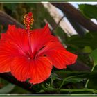 Hibiskus 1