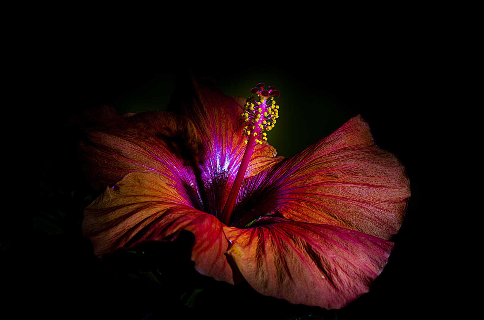 Hibiskus 1