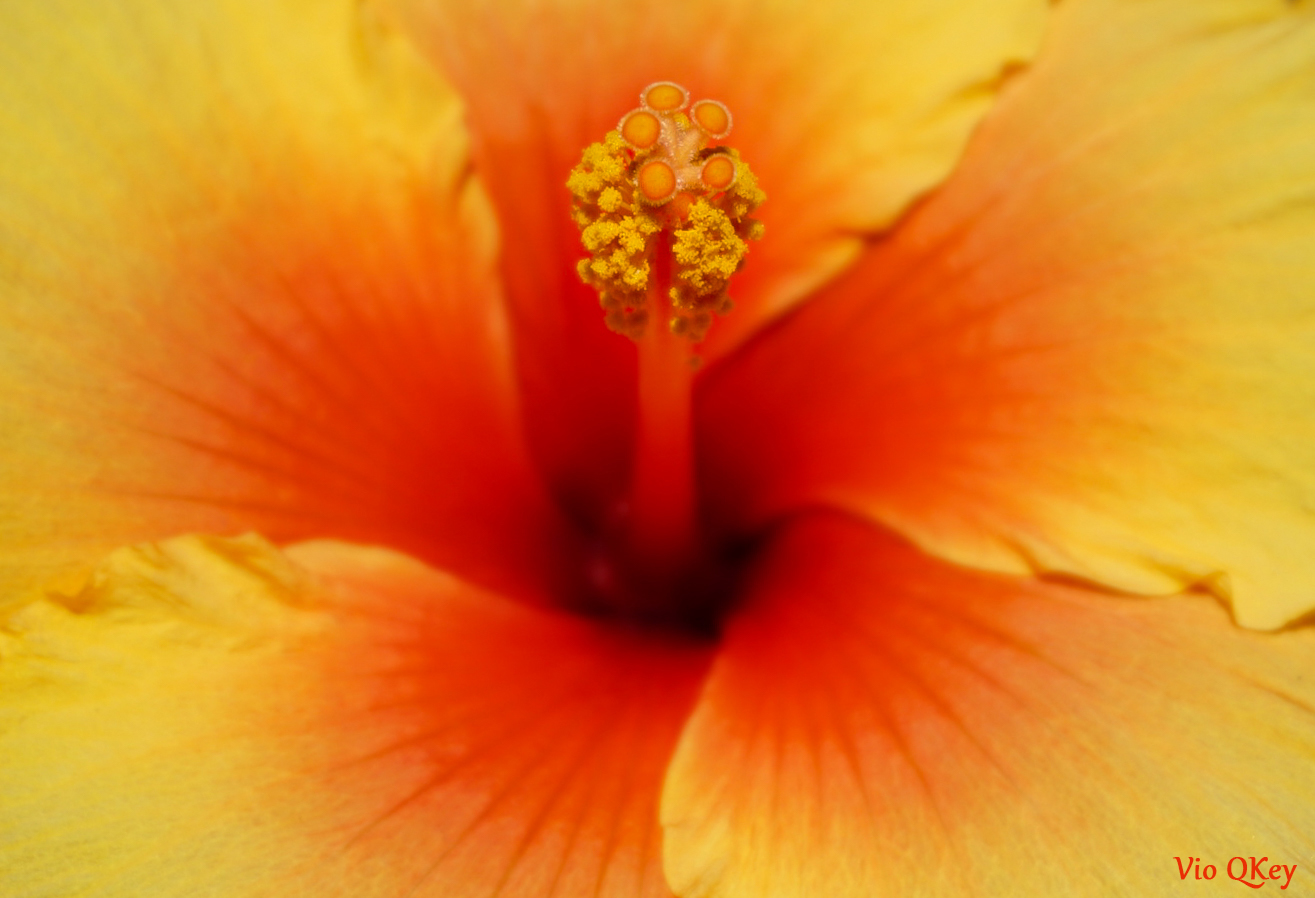 Hibiskus 1