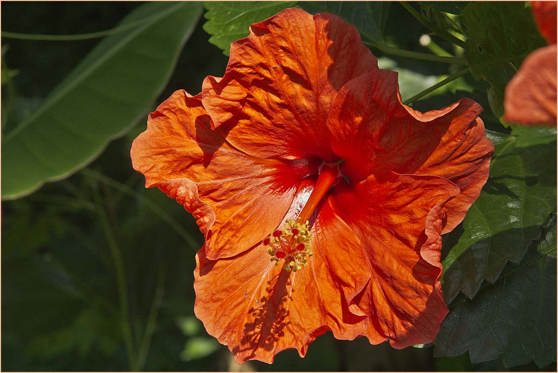 Hibiskus 1 im Sonnenlicht