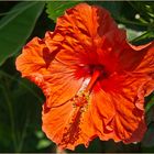 Hibiskus 1 im Sonnenlicht