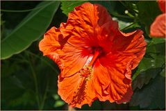 Hibiskus 1 im Sonnenlicht