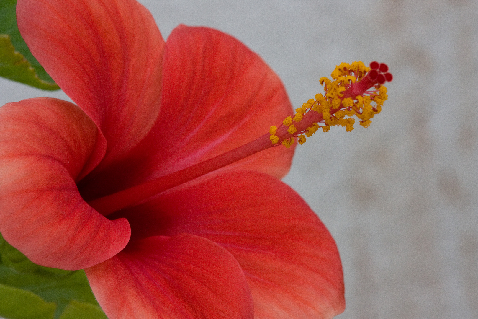 Hibiskus