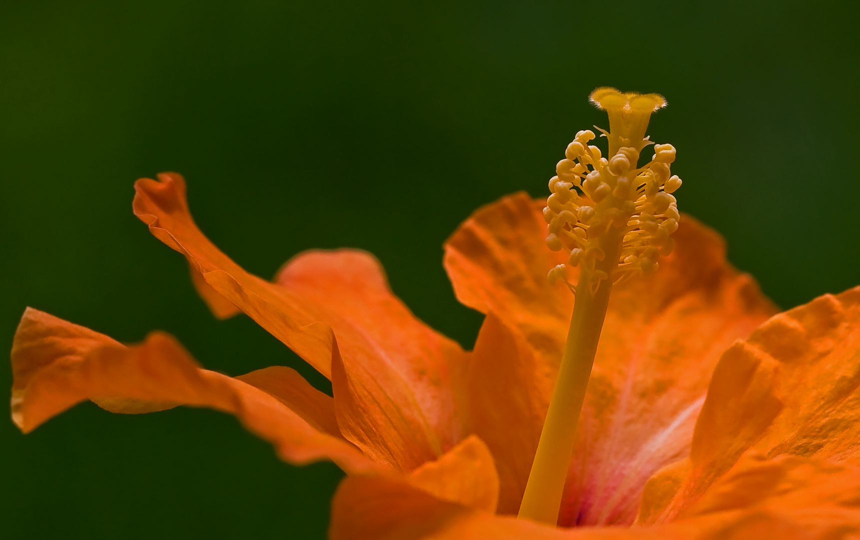 Hibiskus....