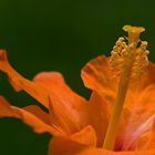 Hibiskus....