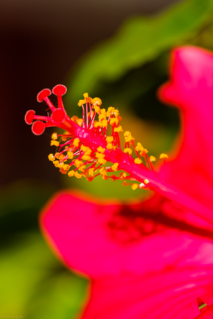 Hibiskus