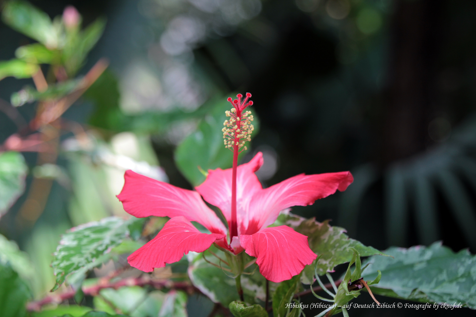 Hibiskus