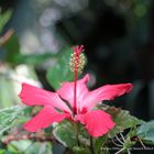 Hibiskus