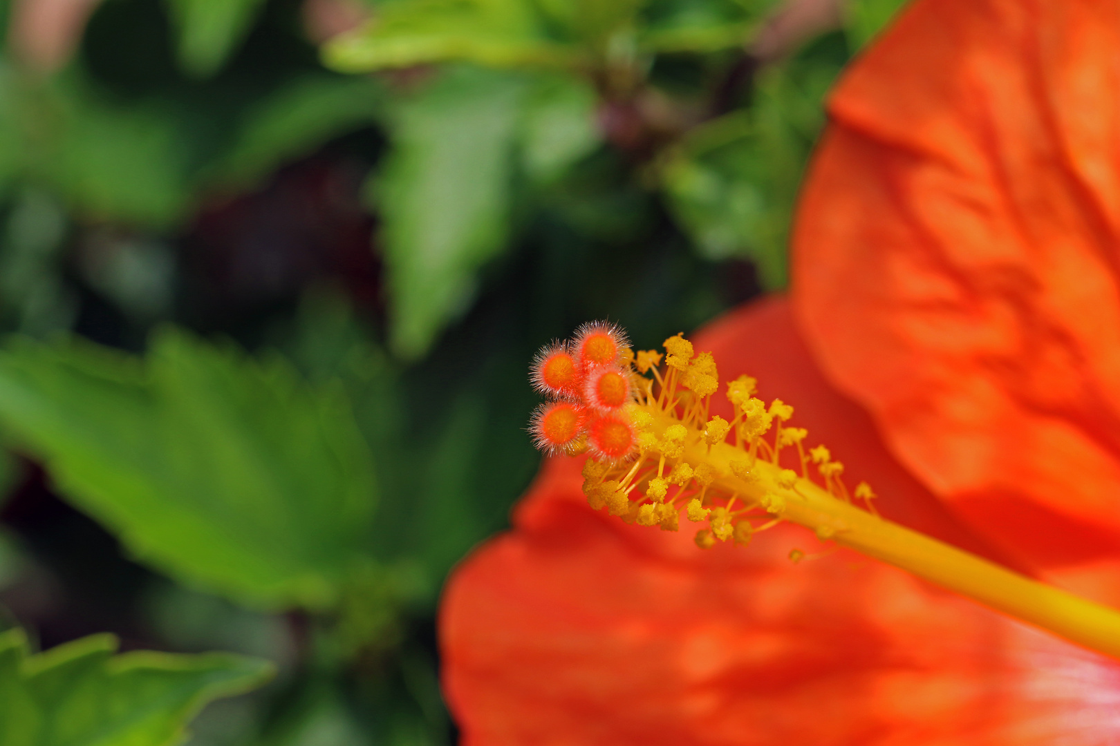 Hibiskus ...