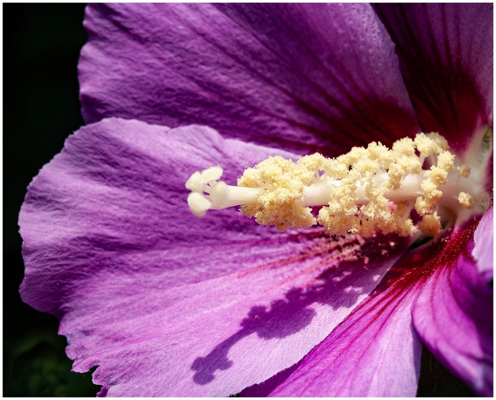 Hibiskus