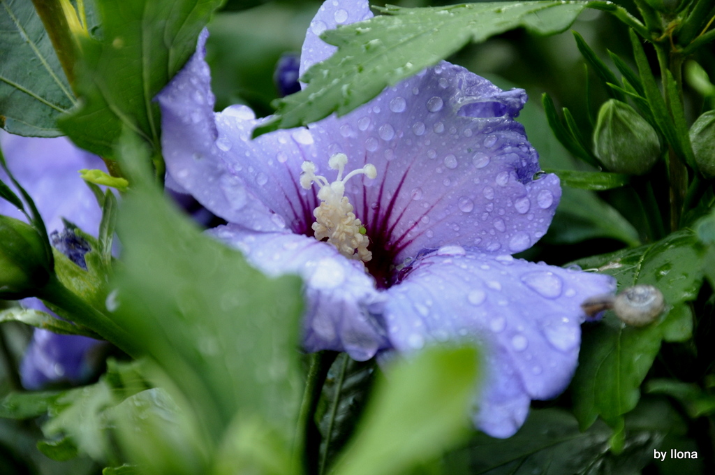 Hibiskus.......