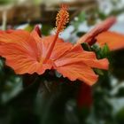 Hibiskus